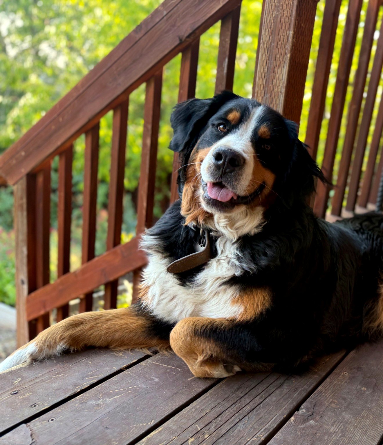 Freya - Bernese Mountain Dog