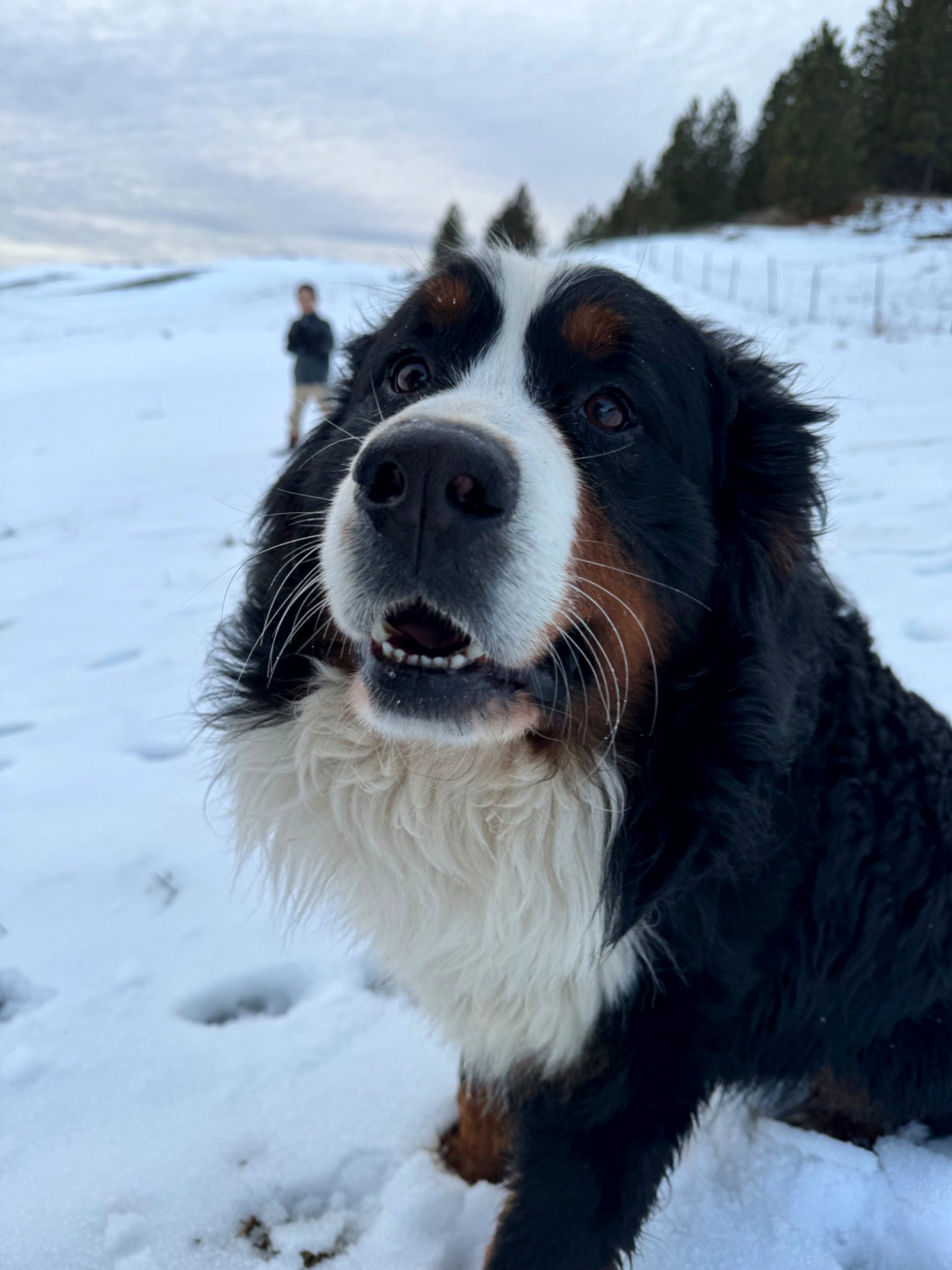 Odin - Bernese Mountain Dog