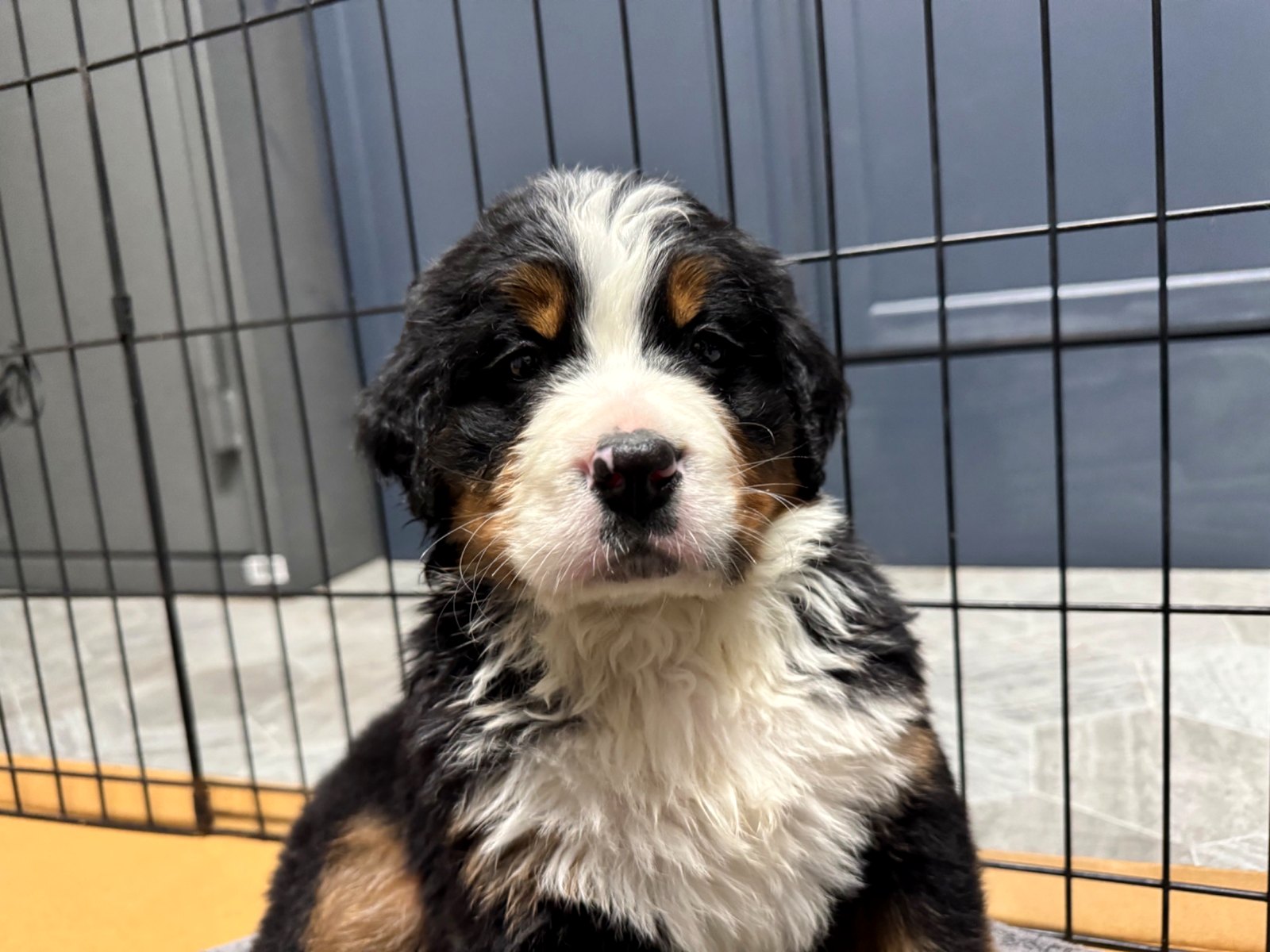 Bernese puppy photo 1
