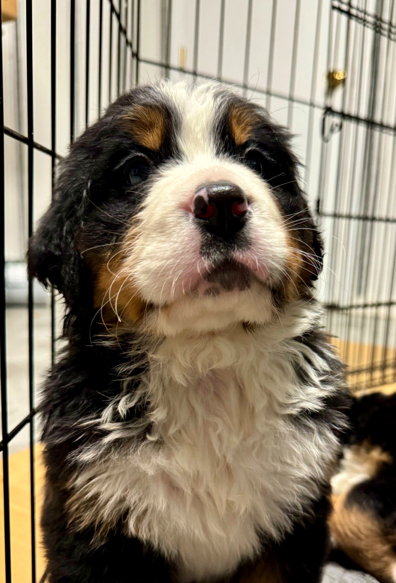 Bernese puppy photo 2