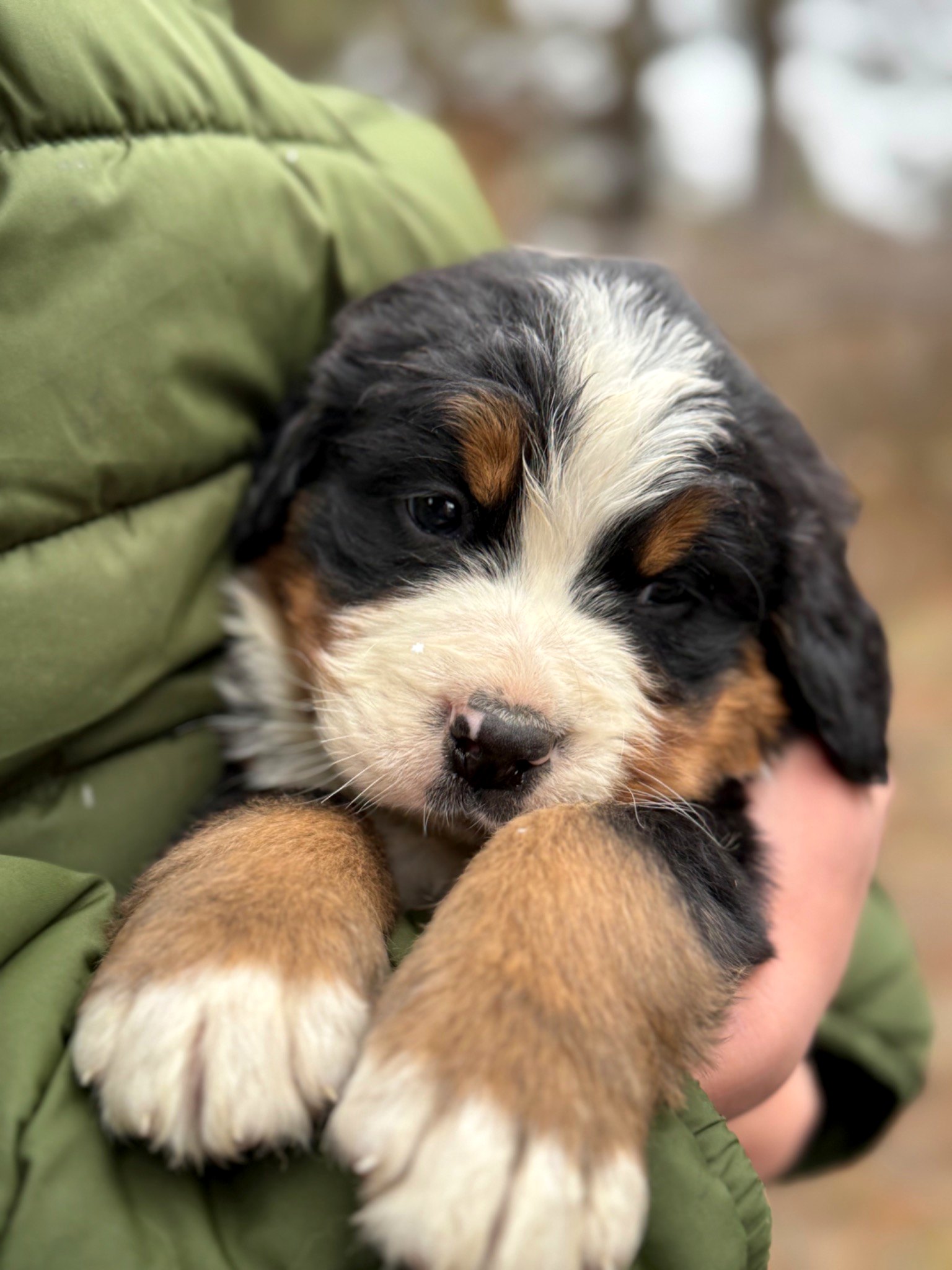 Bernese puppy photo 4