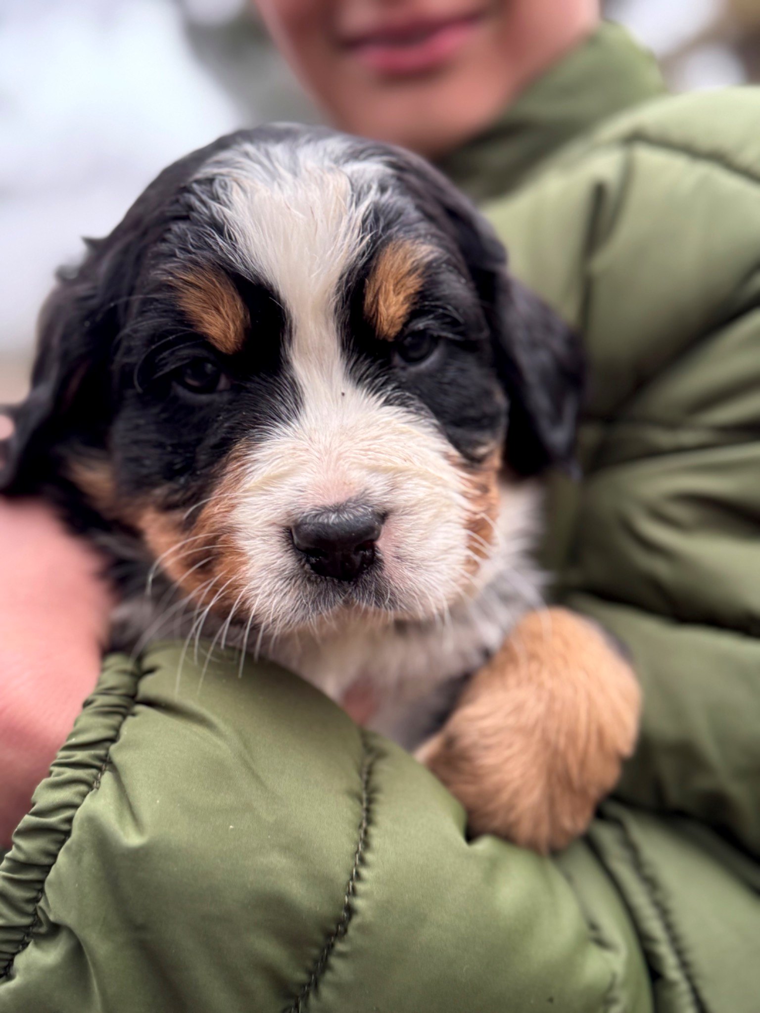 Bernese puppy photo 5