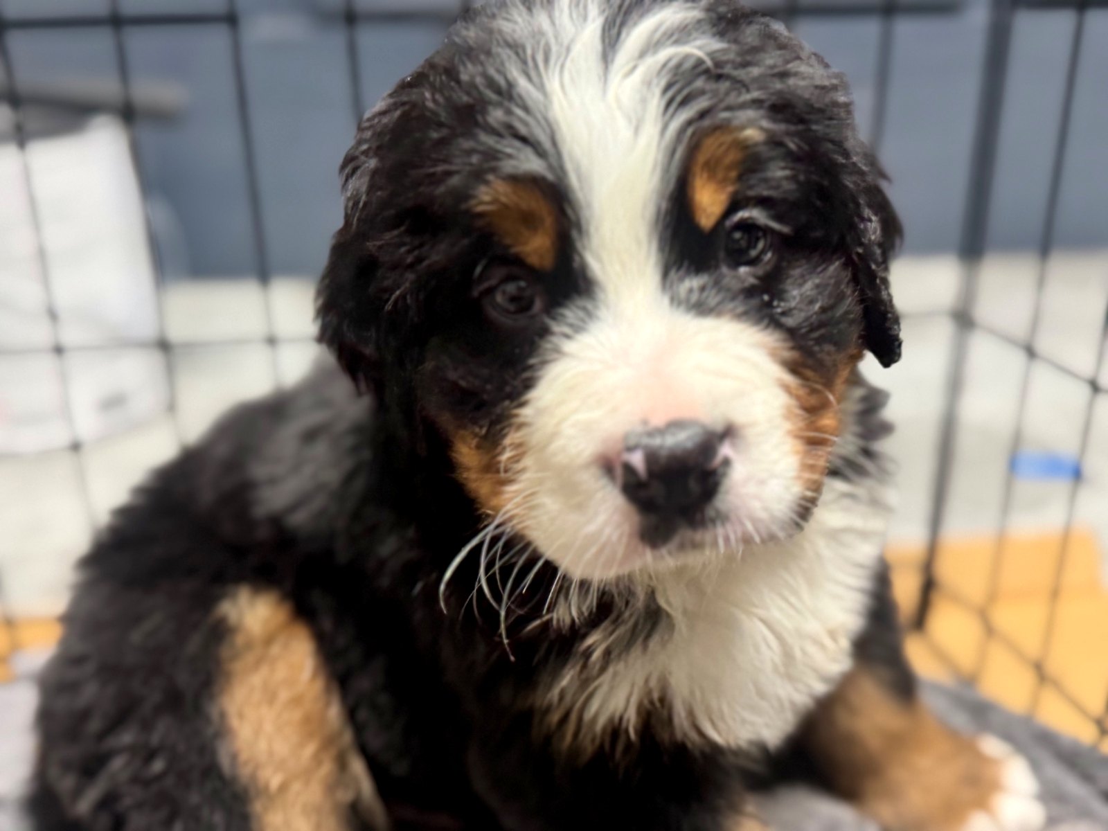 Bernese puppy photo 6